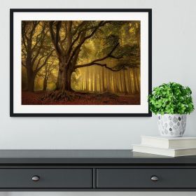 Old Tree Framed Print (Color: White/No White Edging, size: 24" x 16" / 60cm x 40cm (approx))