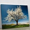 Single blossoming tree in spring Canvas Print or Poster