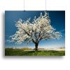 Single blossoming tree in spring Canvas Print or Poster