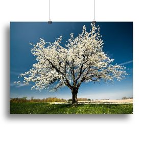 Single blossoming tree in spring Canvas Print or Poster (Type: Poster Print, size: 32" x 24" / 80cm x 60cm (approx))